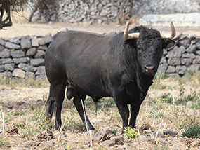 Toros de “Los Encinos” en el Carnaval “Autlán 2018”