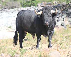 Toros de “Los Encinos” en el Carnaval “Autlán 2018”