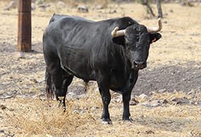 Toros de “Los Encinos” en el Carnaval “Autlán 2018”