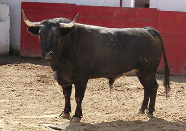 Nombre de Familia: “GUANTERO”
Número 36
Nacimiento: 9 DE AGOSTO DE 2014
