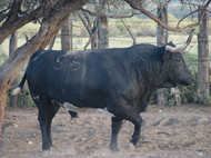 “San Antonio de Triana”