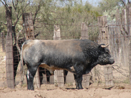 “San Antonio de Triana”